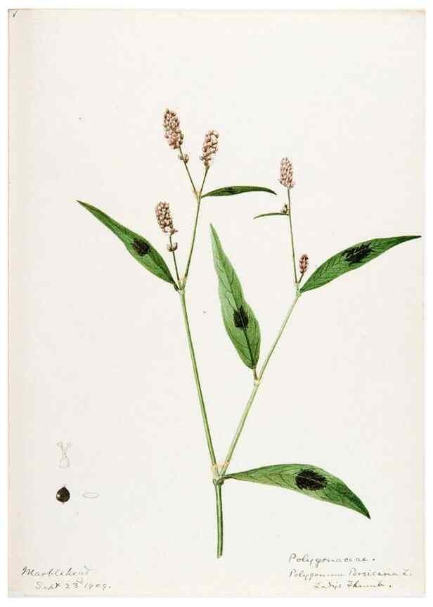 Reproducción/Reproduction 48787623518: [Water-color sketches of plants of North America and Europe]. . 