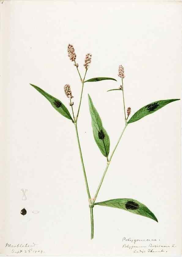 Reproducción/Reproduction 48787623518: [Water-color sketches of plants of North America and Europe]. . 