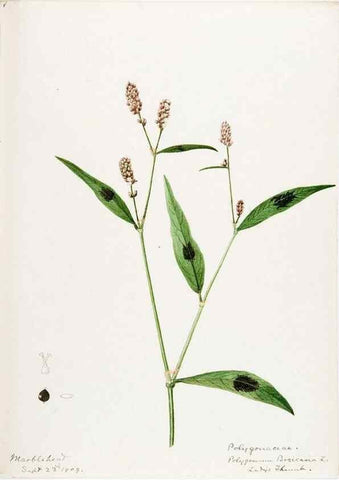 Reproducción/Reproduction 48787623518: [Water-color sketches of plants of North America and Europe]. . 