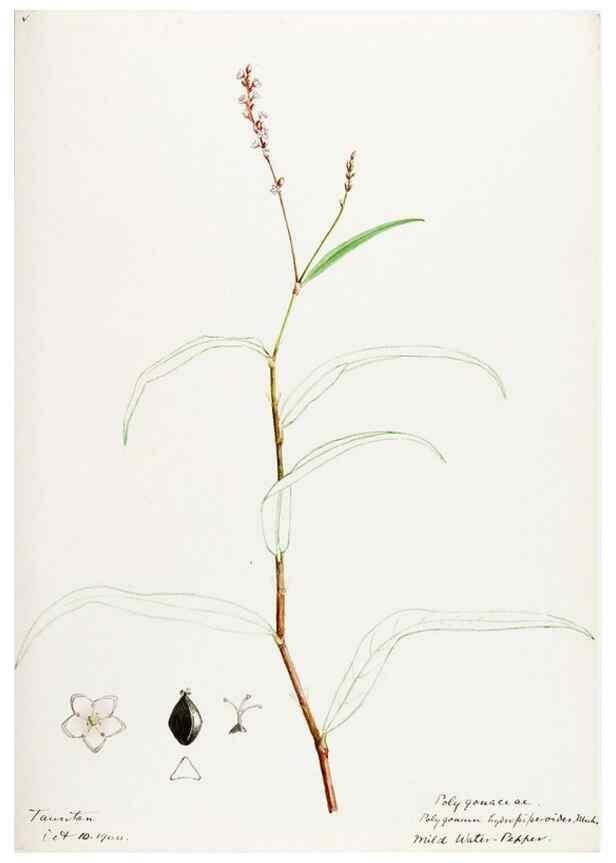 Reproducción/Reproduction 48788135002: [Water-color sketches of plants of North America and Europe]. . 