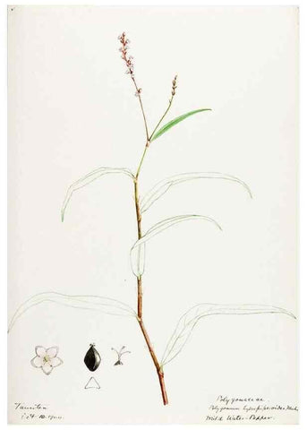 Reproducción/Reproduction 48788135002: [Water-color sketches of plants of North America and Europe]. . 