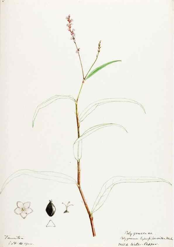 Reproducción/Reproduction 48788135002: [Water-color sketches of plants of North America and Europe]. . 