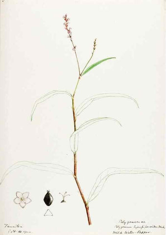 Reproducción/Reproduction 48788135002: [Water-color sketches of plants of North America and Europe]. . 