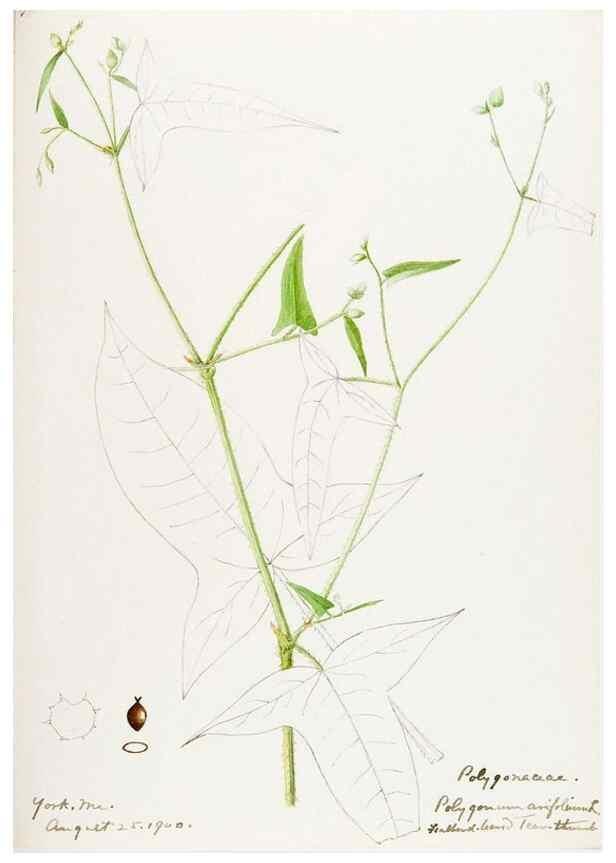 Reproducción/Reproduction 48787624228: [Water-color sketches of plants of North America and Europe]. . 