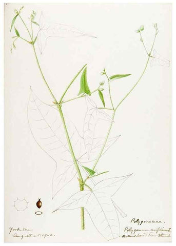 Reproducción/Reproduction 48787624228: [Water-color sketches of plants of North America and Europe]. . 