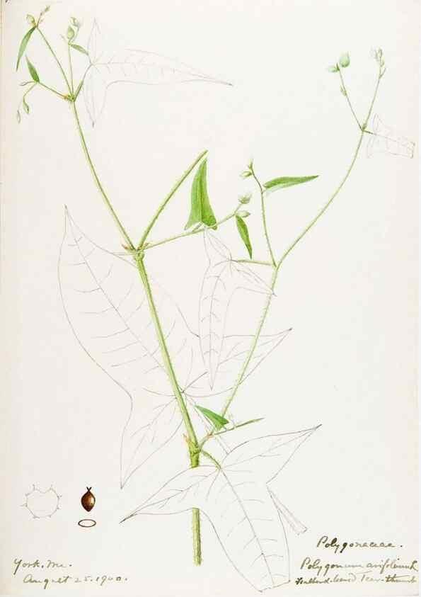 Reproducción/Reproduction 48787624228: [Water-color sketches of plants of North America and Europe]. . 