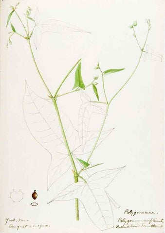 Reproducción/Reproduction 48787624228: [Water-color sketches of plants of North America and Europe]. . 