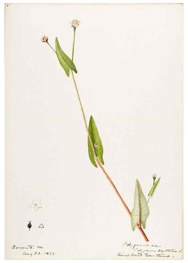 Reproducción/Reproduction 48787624673: [Water-color sketches of plants of North America and Europe]. . 