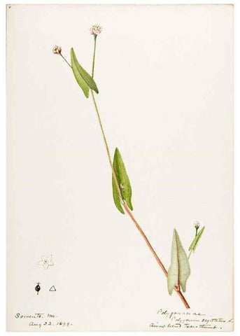 Reproducción/Reproduction 48787624673: [Water-color sketches of plants of North America and Europe]. . 