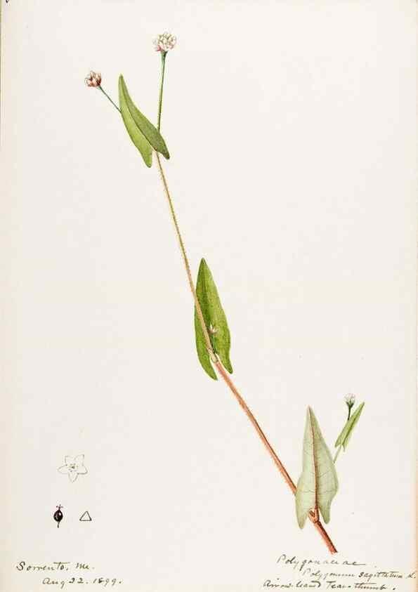 Reproducción/Reproduction 48787624673: [Water-color sketches of plants of North America and Europe]. . 