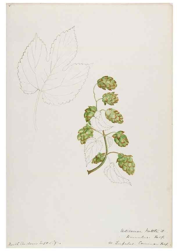 Reproducción/Reproduction 48787864581: [Water-color sketches of plants of North America and Europe]. . 