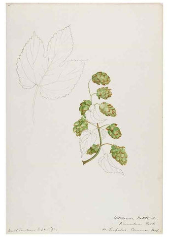 Reproducción/Reproduction 48787864581: [Water-color sketches of plants of North America and Europe]. . 