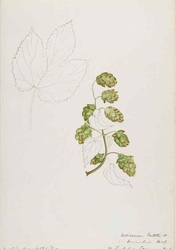 Reproducción/Reproduction 48787864581: [Water-color sketches of plants of North America and Europe]. . 