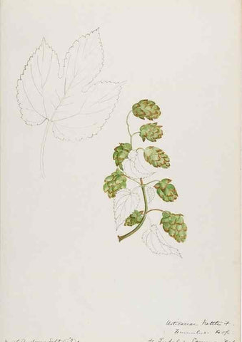 Reproducción/Reproduction 48787864581: [Water-color sketches of plants of North America and Europe]. . 