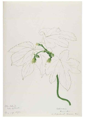 Reproducción/Reproduction 48787864286: [Water-color sketches of plants of North America and Europe]. . 