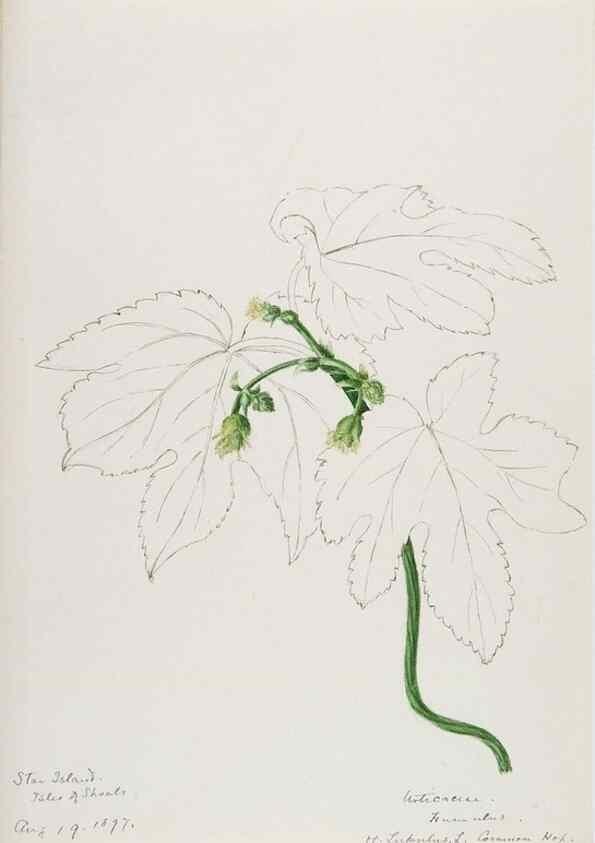 Reproducción/Reproduction 48787864286: [Water-color sketches of plants of North America and Europe]. . 