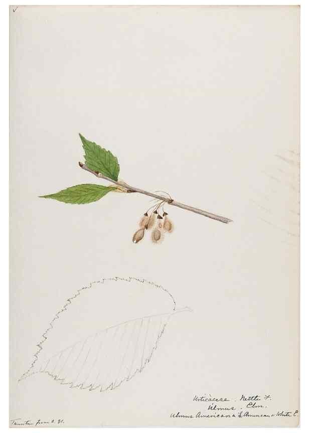 Reproducción/Reproduction 48787502588: [Water-color sketches of plants of North America and Europe]. . 