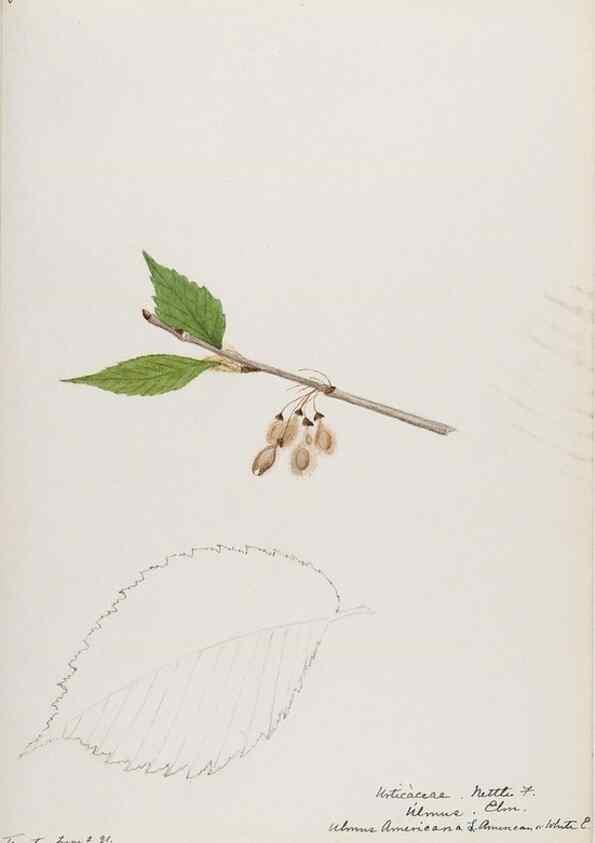 Reproducción/Reproduction 48787502588: [Water-color sketches of plants of North America and Europe]. . 