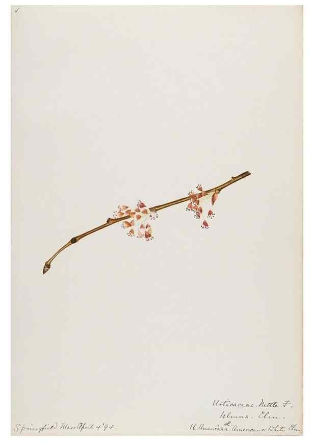 Reproducción/Reproduction 48787863706: [Water-color sketches of plants of North America and Europe]. . 