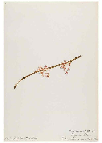 Reproducción/Reproduction 48787863706: [Water-color sketches of plants of North America and Europe]. . 