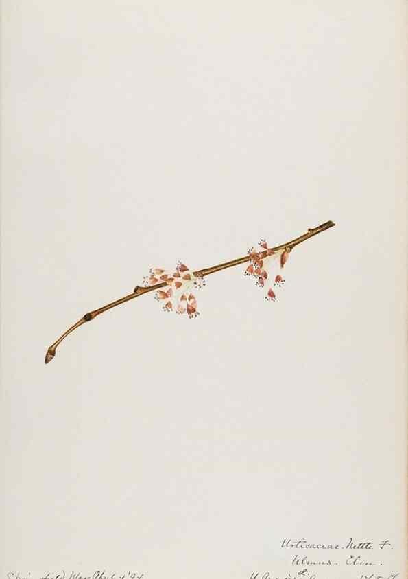 Reproducción/Reproduction 48787863706: [Water-color sketches of plants of North America and Europe]. . 