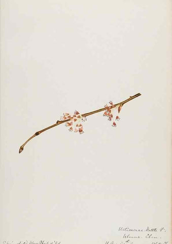 Reproducción/Reproduction 48787863706: [Water-color sketches of plants of North America and Europe]. . 