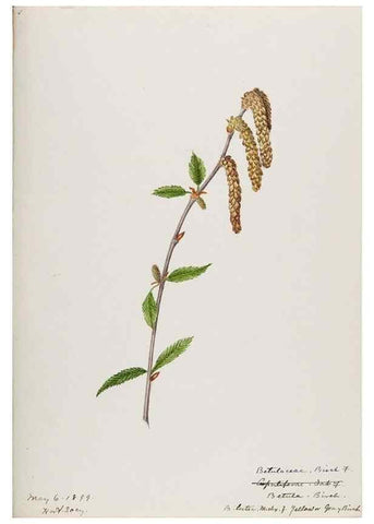 Reproducción/Reproduction 48787496753: [Water-color sketches of plants of North America and Europe]. . 