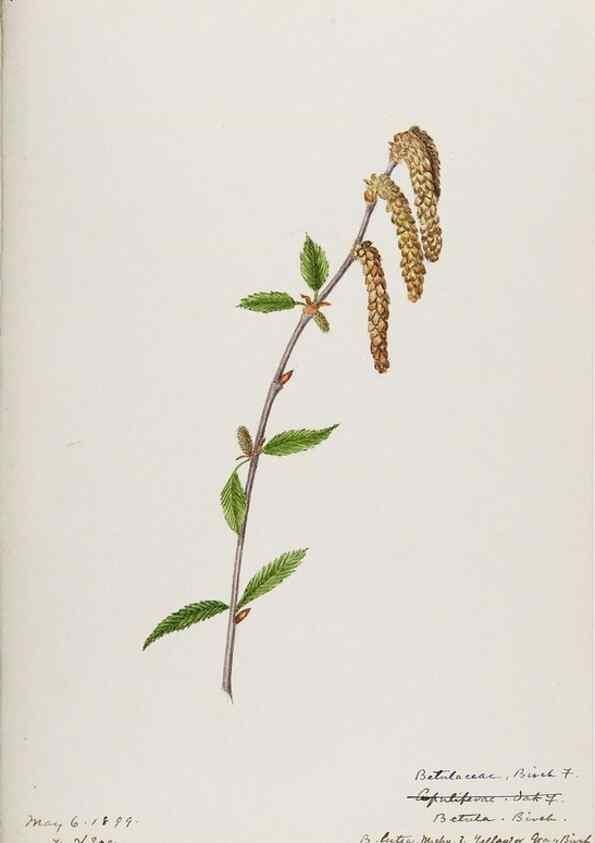 Reproducción/Reproduction 48787496753: [Water-color sketches of plants of North America and Europe]. . 