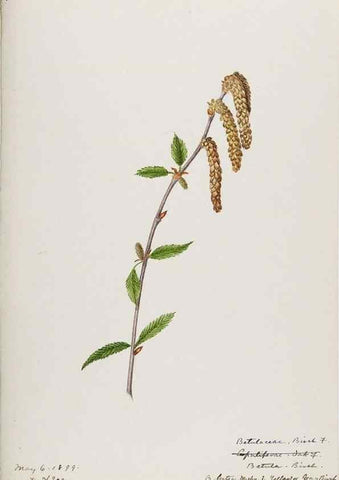 Reproducción/Reproduction 48787496753: [Water-color sketches of plants of North America and Europe]. . 
