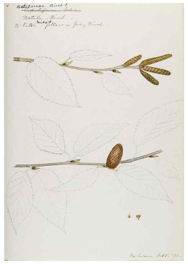 Reproducción/Reproduction 48787497023: [Water-color sketches of plants of North America and Europe]. . 