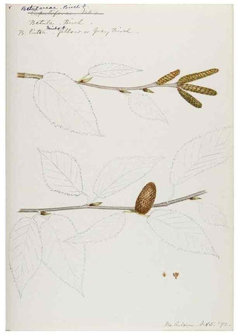 Reproducción/Reproduction 48787497023: [Water-color sketches of plants of North America and Europe]. . 