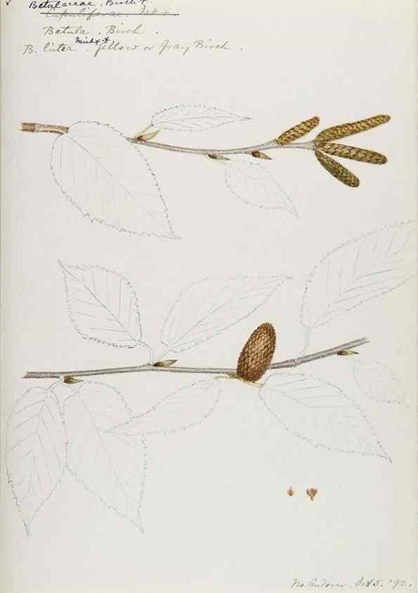 Reproducción/Reproduction 48787497023: [Water-color sketches of plants of North America and Europe]. . 