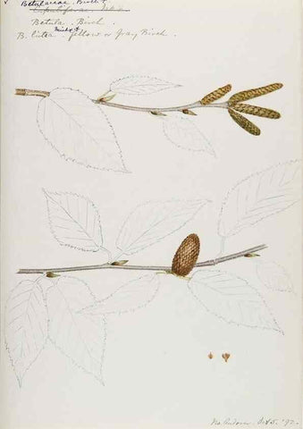 Reproducción/Reproduction 48787497023: [Water-color sketches of plants of North America and Europe]. . 