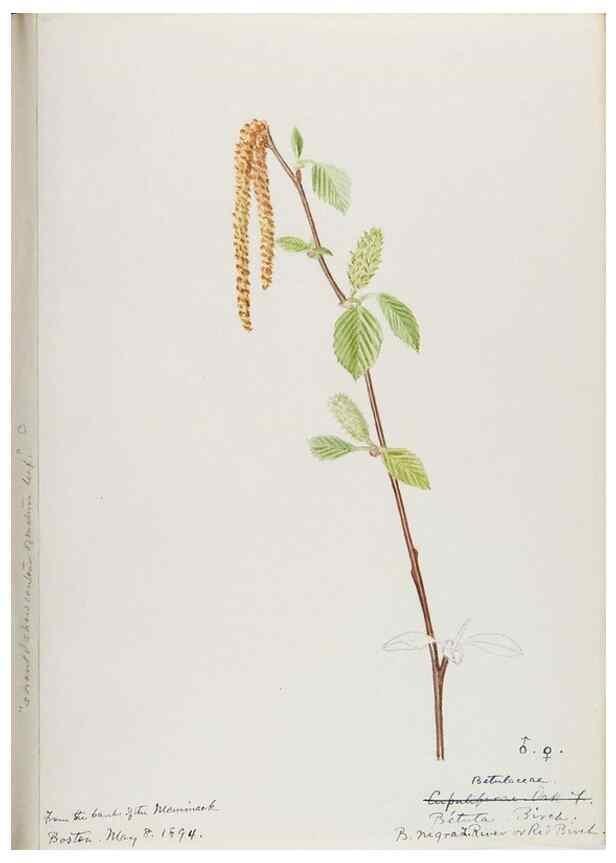 Reproducción/Reproduction 48787497363: [Water-color sketches of plants of North America and Europe]. . 