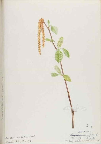 Reproducción/Reproduction 48787497363: [Water-color sketches of plants of North America and Europe]. . 