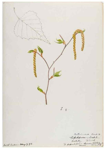 Reproducción/Reproduction 48788008512: [Water-color sketches of plants of North America and Europe]. . 