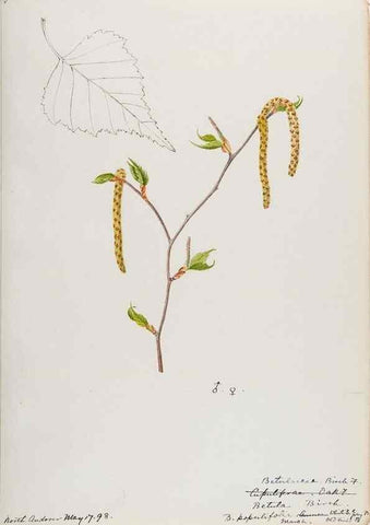 Reproducción/Reproduction 48788008512: [Water-color sketches of plants of North America and Europe]. . 