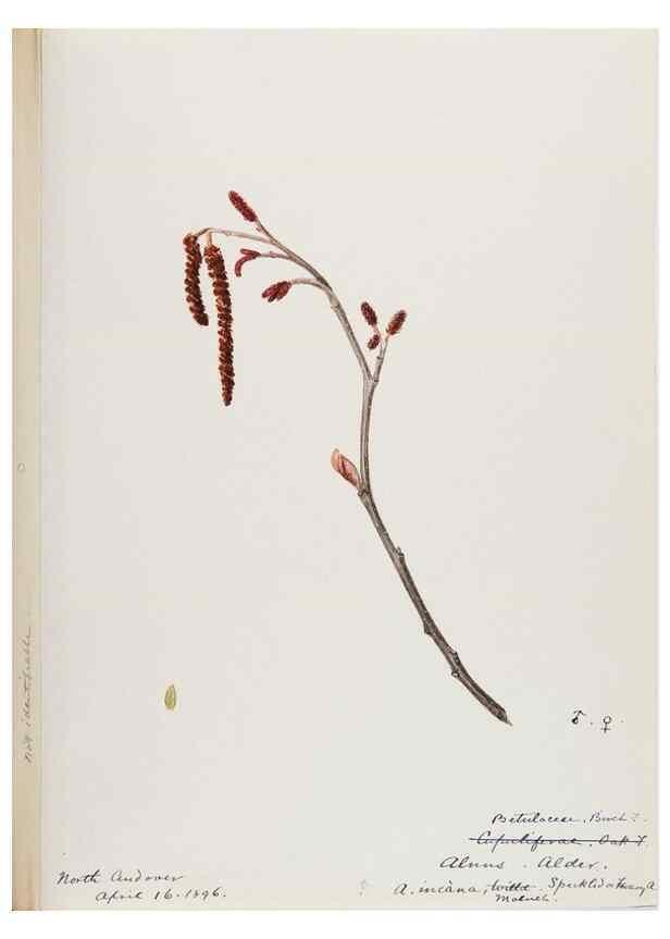 Reproducción/Reproduction 48787859041: [Water-color sketches of plants of North America and Europe]. . 