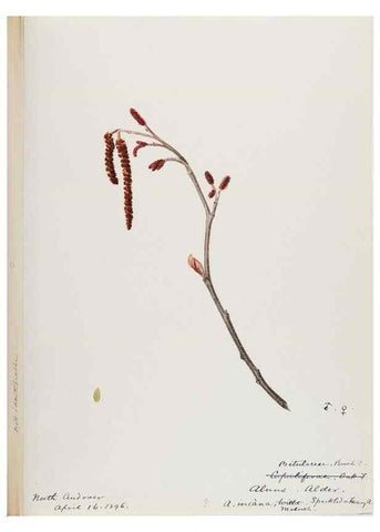 Reproducción/Reproduction 48787859041: [Water-color sketches of plants of North America and Europe]. . 