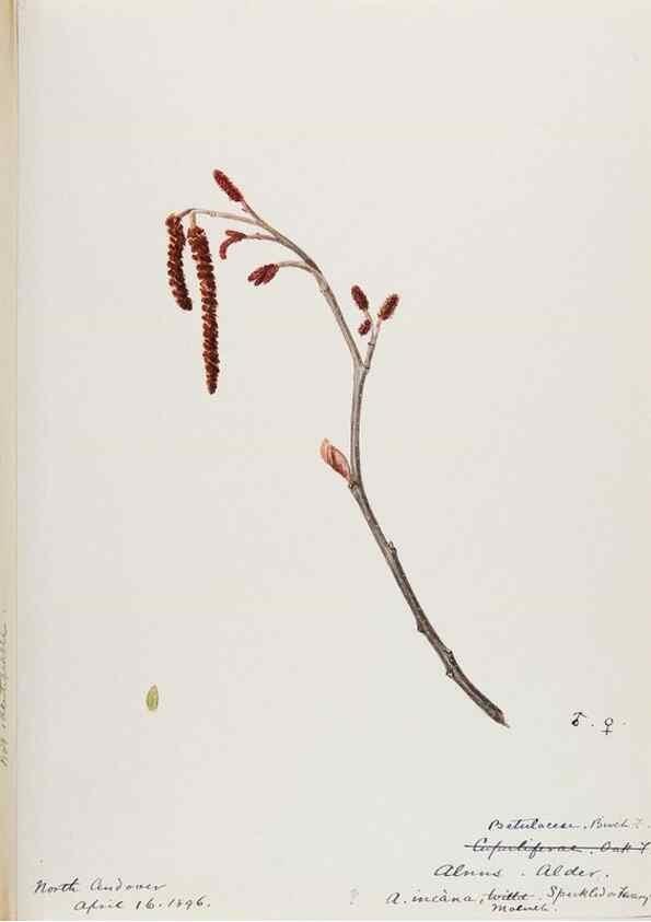 Reproducción/Reproduction 48787859041: [Water-color sketches of plants of North America and Europe]. . 