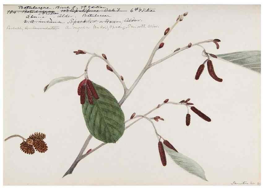 Reproducción/Reproduction 48788009087: [Water-color sketches of plants of North America and Europe]. . 