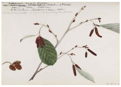 Reproducción/Reproduction 48788009087: [Water-color sketches of plants of North America and Europe]. . 