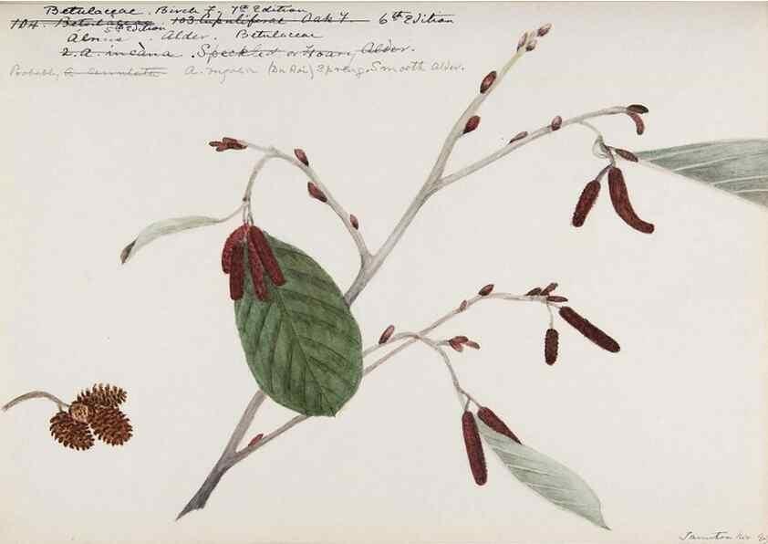 Reproducción/Reproduction 48788009087: [Water-color sketches of plants of North America and Europe]. . 