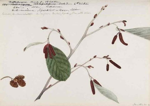Reproducción/Reproduction 48788009087: [Water-color sketches of plants of North America and Europe]. . 