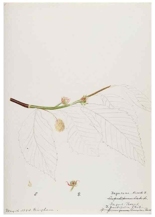 Reproducción/Reproduction 48787859631: [Water-color sketches of plants of North America and Europe]. . 