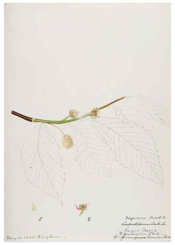 Reproducción/Reproduction 48787859631: [Water-color sketches of plants of North America and Europe]. . 