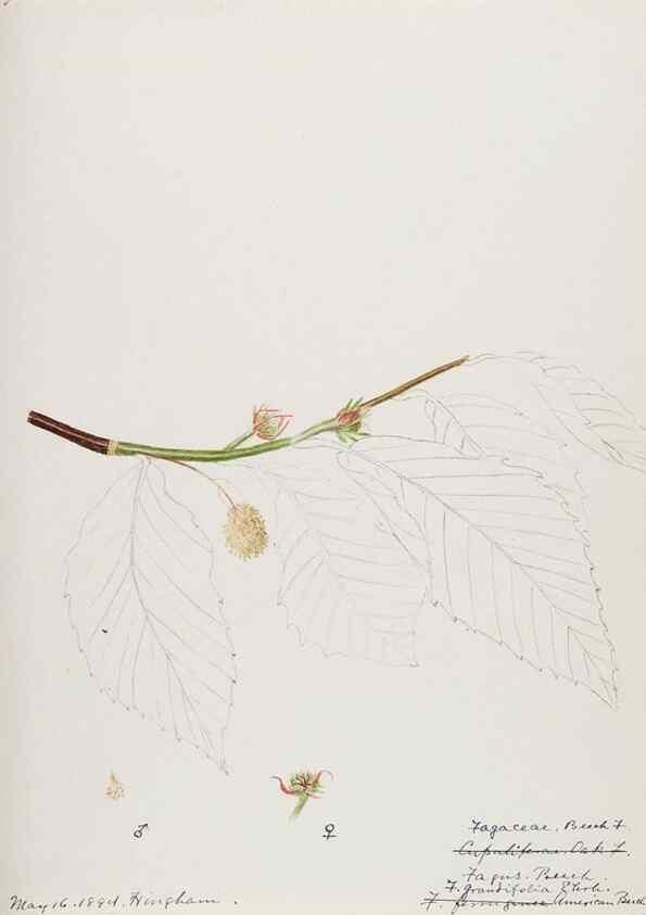 Reproducción/Reproduction 48787859631: [Water-color sketches of plants of North America and Europe]. . 