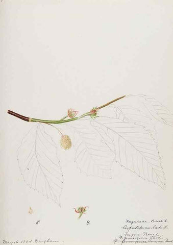 Reproducción/Reproduction 48787859631: [Water-color sketches of plants of North America and Europe]. . 