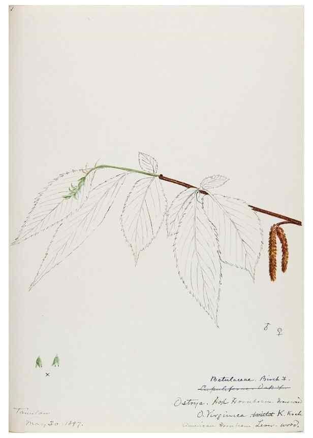 Reproducción/Reproduction 48788006012: [Water-color sketches of plants of North America and Europe]. . 