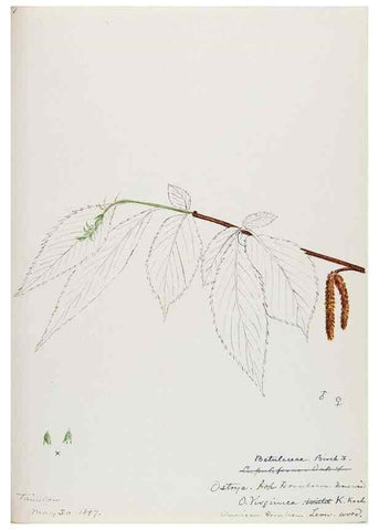 Reproducción/Reproduction 48788006012: [Water-color sketches of plants of North America and Europe]. . 